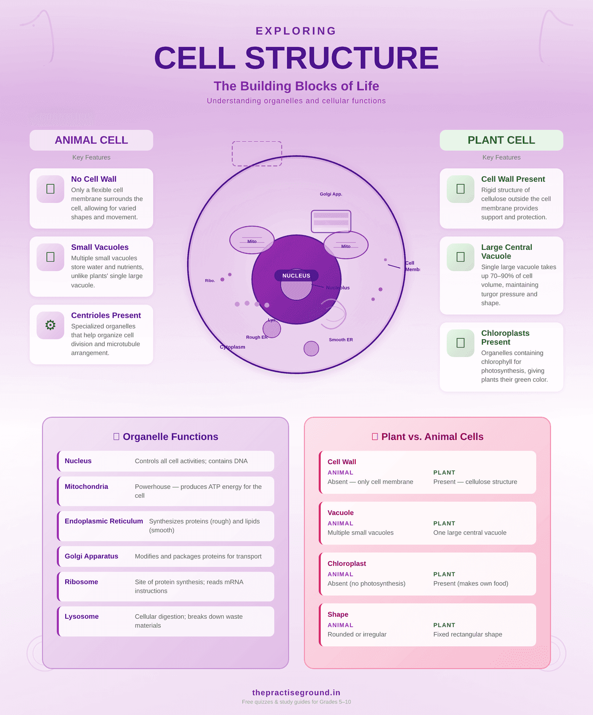 Cell structure infographic comparing animal and plant cells, showing organelles like nucleus, mitochondria, chloroplasts, and their functions