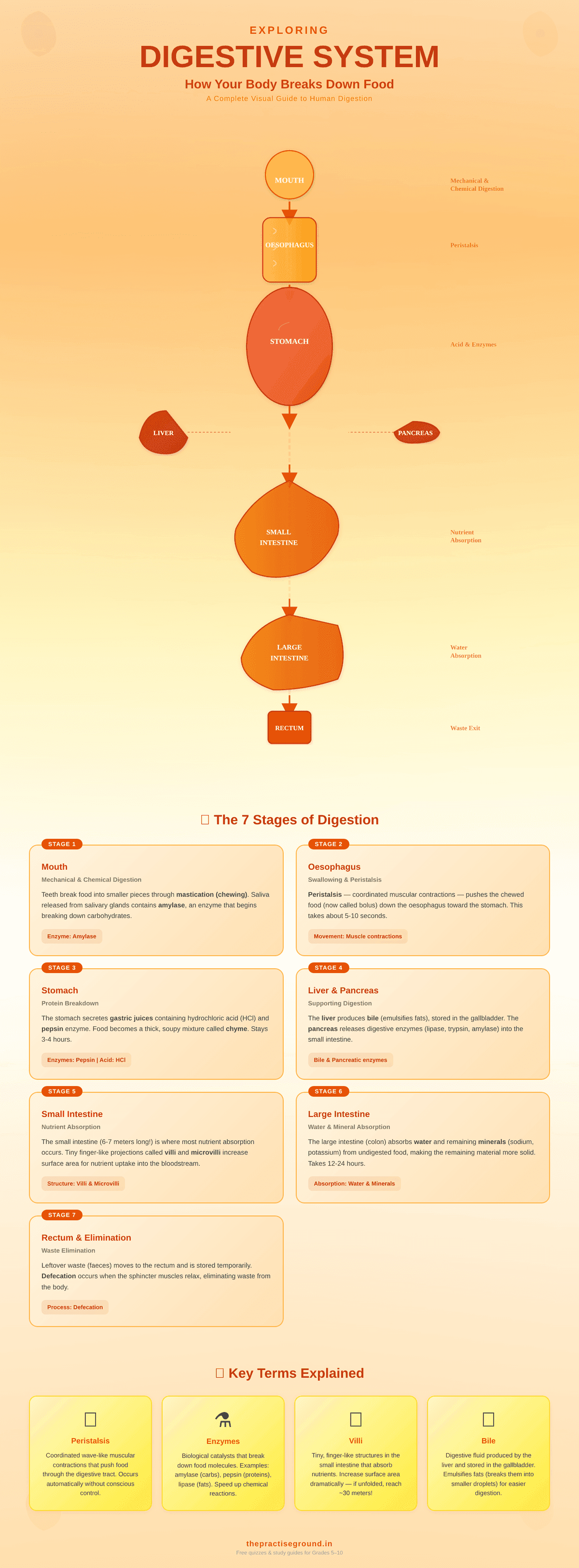 Human digestive system infographic showing the journey of food through mouth, oesophagus, stomach, intestines with organ functions and key terms